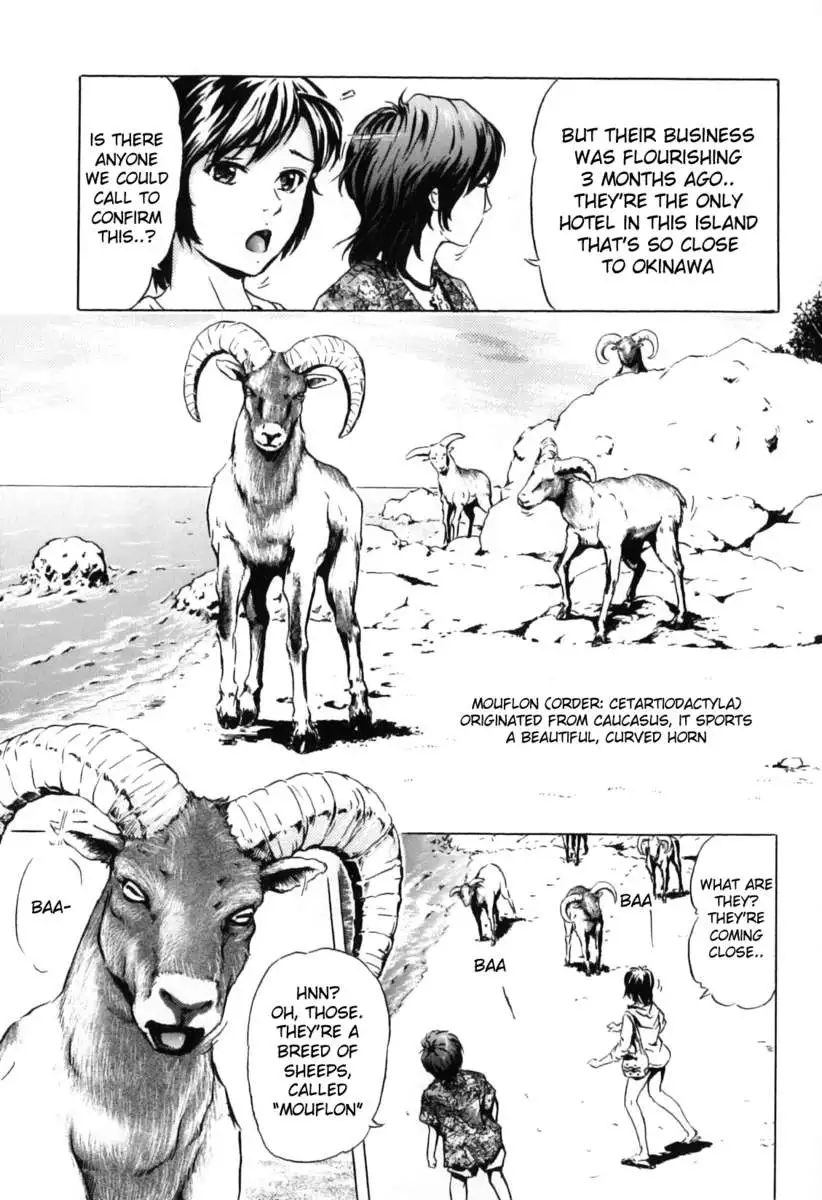 Mouflon of the South