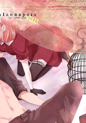 [OCELOT phalaenopsis